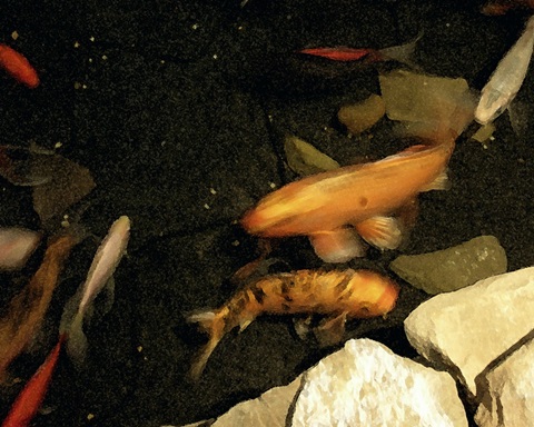 Goldfish Pond I