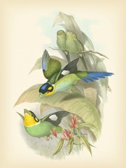 Gould Birds of the Tropics I