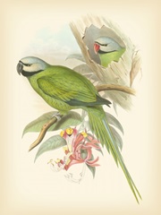 Gould Birds of the Tropics II
