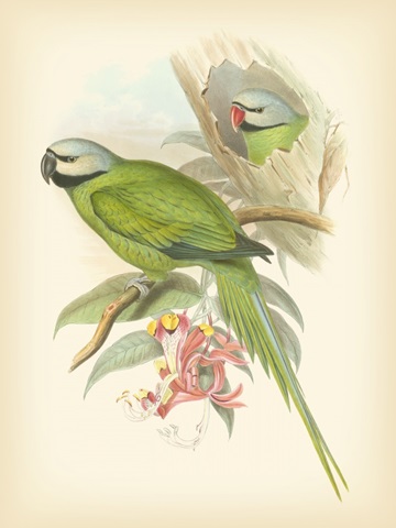 Gould Birds of the Tropics II