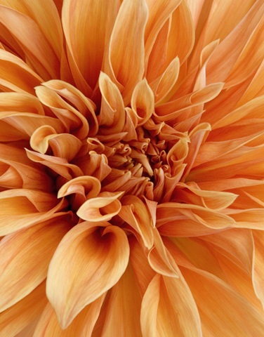 Graphic Dahlia I