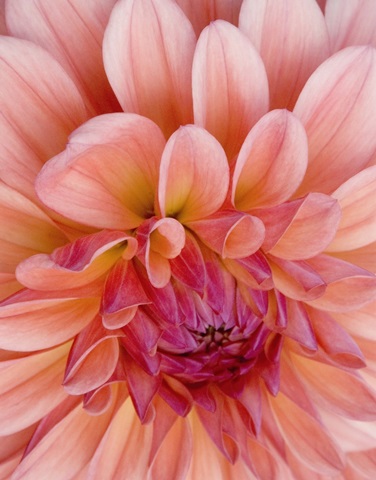 Graphic Dahlia II