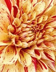Graphic Dahlia III
