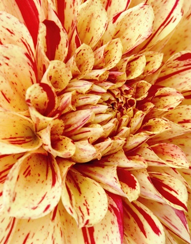 Graphic Dahlia III