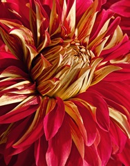 Graphic Dahlia IV