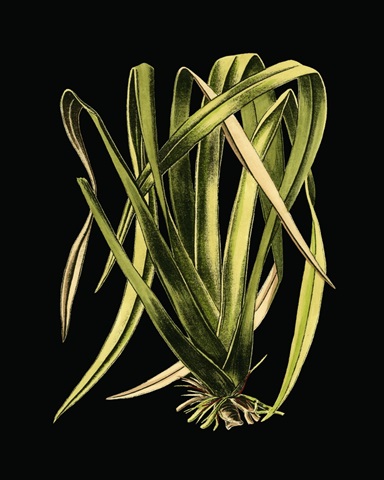 Green Leaves on Black IV