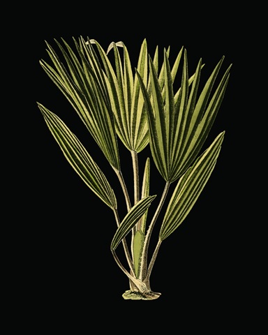 Green Leaves on Black V