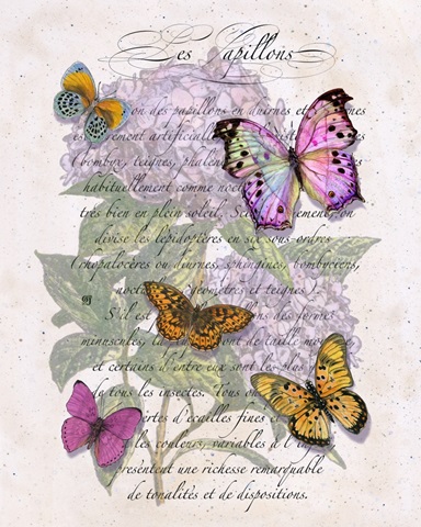 Hydrangea Butterflies II