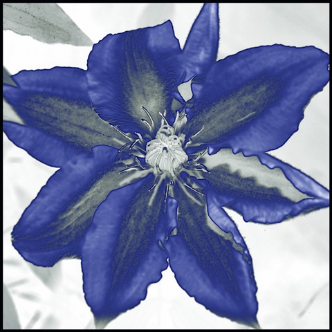 Indigo Star I