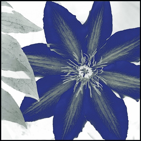 Indigo Star III
