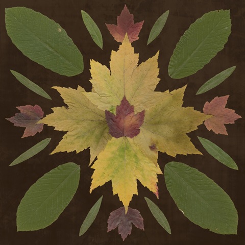 Kaleidoscope Leaves IV