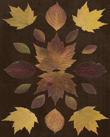 Kaleidoscope Leaves VI