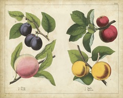 Kitchen Fruits I