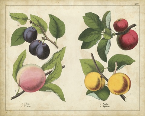Kitchen Fruits I