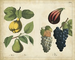 Kitchen Fruits IV
