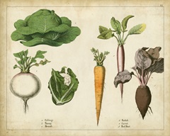 Kitchen Vegetables and Roots I