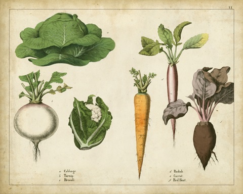 Kitchen Vegetables and Roots I