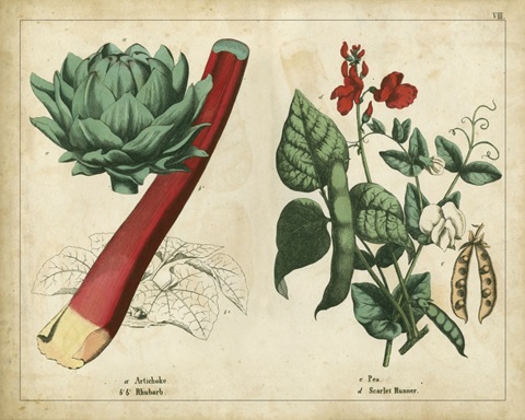 Kitchen Vegetables and Roots II