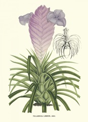 Lavender Orchids III