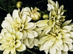 Lemon Dahlias I