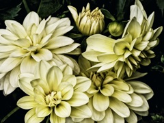 Lemon Dahlias II