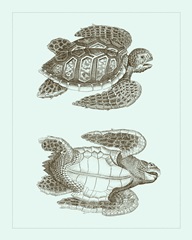 Loggerhead Turtles I