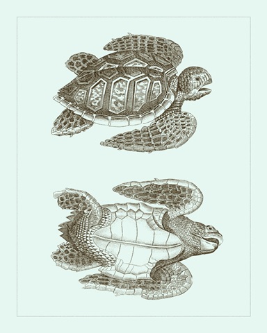 Loggerhead Turtles I
