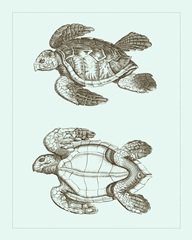 Loggerhead Turtles II