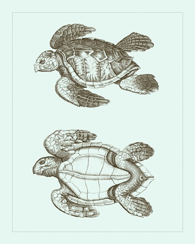 Loggerhead Turtles II