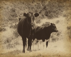 Lone Star Cows I