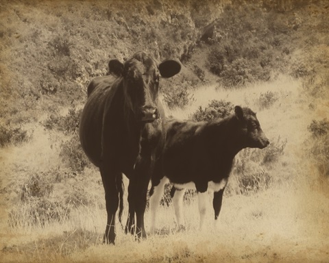 Lone Star Cows I