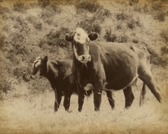 Lone Star Cows II