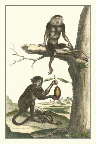 Macaque and Douc Monkeys