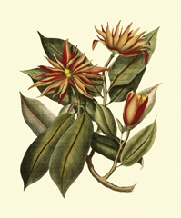 Magnificent Foliage I