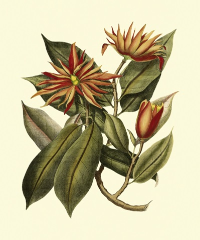 Magnificent Foliage I