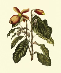 Magnificent Foliage II