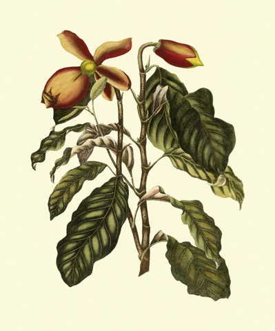 Magnificent Foliage II