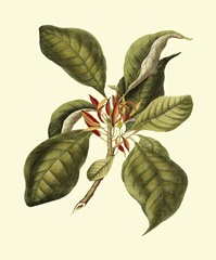 Magnificent Foliage III