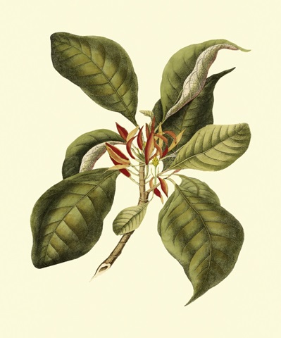 Magnificent Foliage III