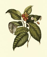 Magnificent Foliage IV