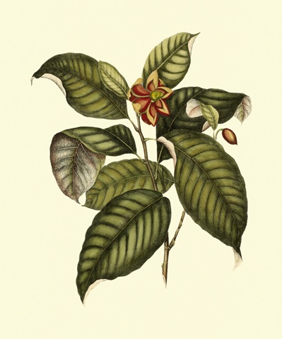 Magnificent Foliage IV