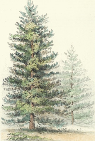 Majestic Pine I