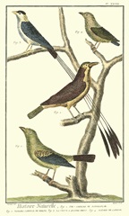 Martinet Bird Family I