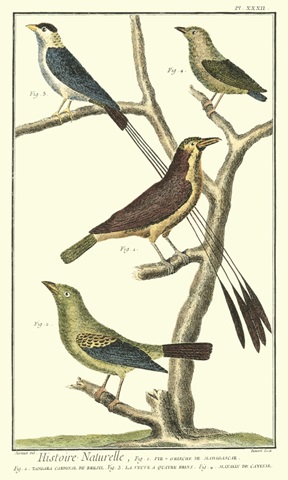 Martinet Bird Family I