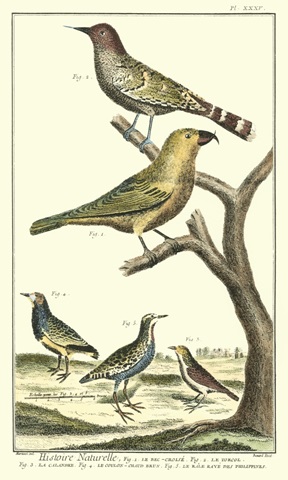 Martinet Bird Family II