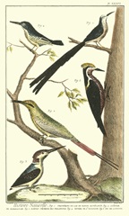 Martinet Bird Family III