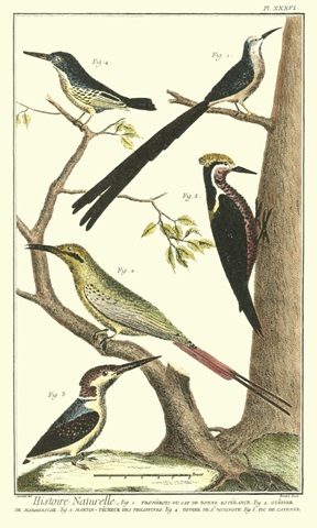 Martinet Bird Family III