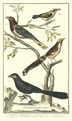 Martinet Bird Family IV
