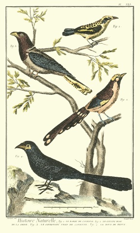 Martinet Bird Family IV