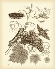 Nature Study in Sepia III